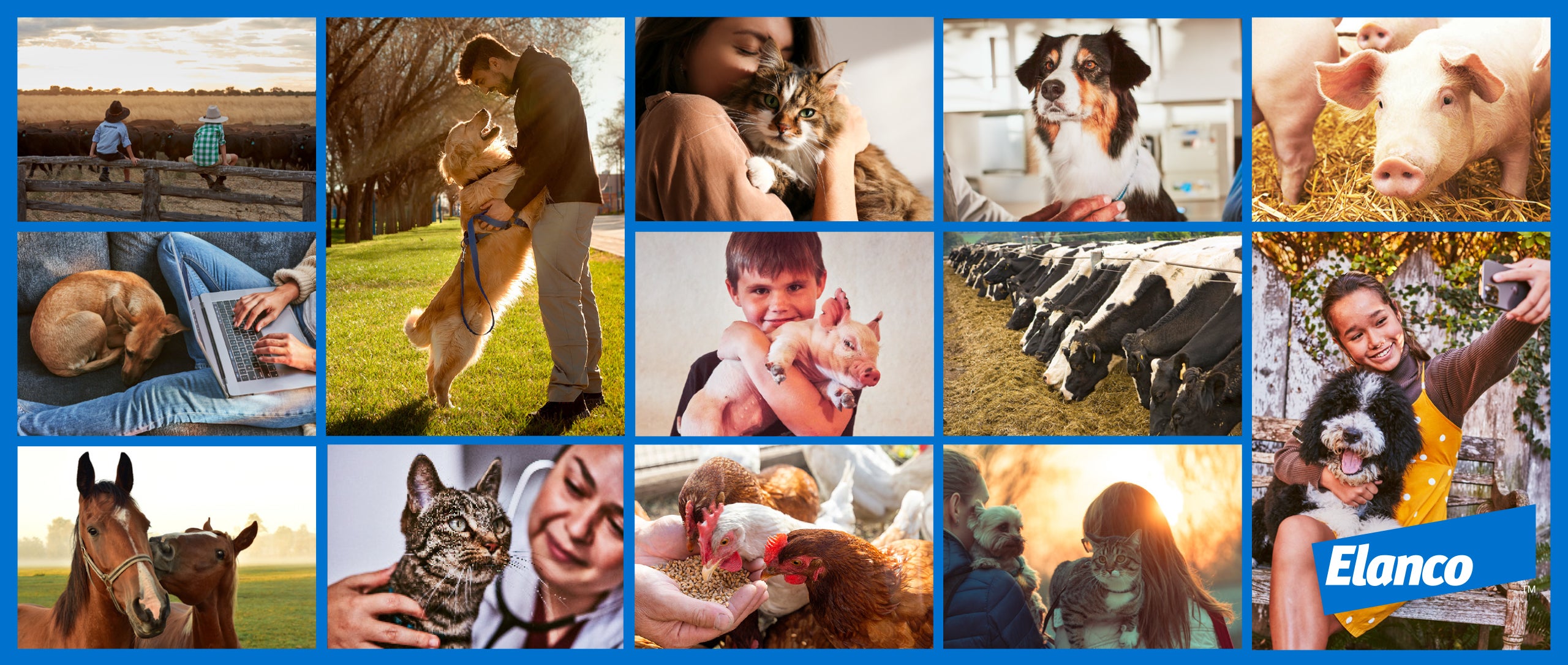 Elanco Australia Products and Solutions to Enhance Animal Health